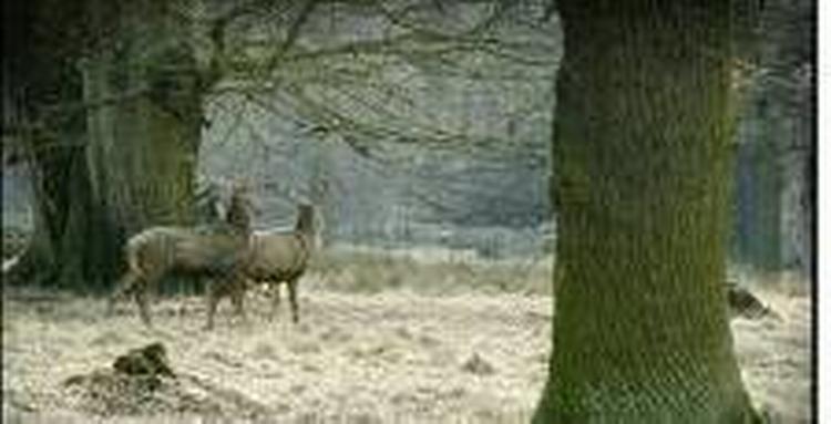 Dyrehaven i marts. - Foto: Morten Langkilde 