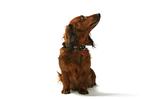 hund