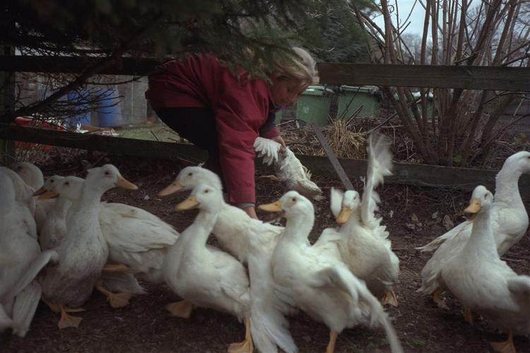 Glade ænder i frit løb. Sådan nogle skal vi helst spise til jul, anbefaler Dyrenes Beskyttelse. 