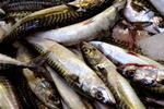 Potensmidlerne er faktisk ikke nødvendige, når sex kommer på tale i den søde juletid. Tag en frugtkur og supplér med fed fisk. 