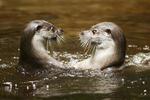 Two otter splashing int the