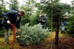 Juletræer i Grib Skov