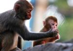 En baby-macaque i gang med at blive fodret af sin mor. 