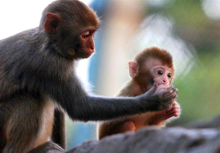En baby-macaque i gang med at blive fodret af sin mor. 