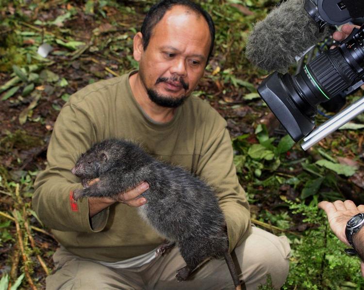 Den indonesiske kæmperotte i hænderne på en biolog. 