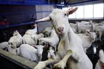 Danskerne lagde for næsten syv millioner kroner 'Giv en Ged'-gaver under juletræerne i år. 