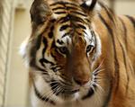 Huntigeren Tatiana måtte lade livet, efter at hun brød ud af sin indhegning og dræbte en gæst i San Franciscos zoologiske have. 