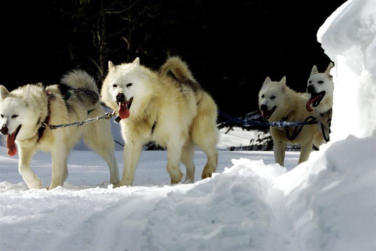 Det var skind fra slædehunde som disse, der var sat til salg på auktionssitet Lauritz.com. 