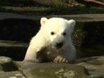 Knut