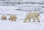 Polar bears in Wapusk National Park - Canada