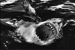 AUSTRALIA WHITE SHARK