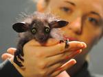 Caroline Brown fra Bristol Zoo, holder en nyfødt Daubentonia madagascariensis - på dansk en lemur - frem til fotografering. Det er kun anden gang, den næsten udryddede dyreart fødes i England. 