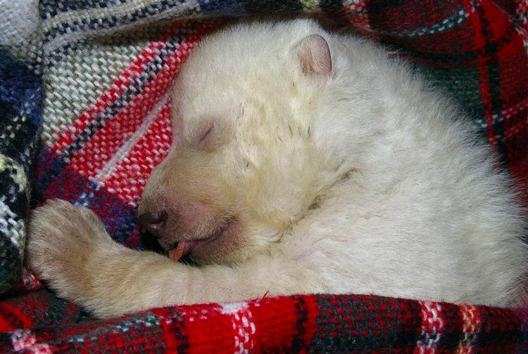 Sådan ser den ud, den lille nye Knut. 