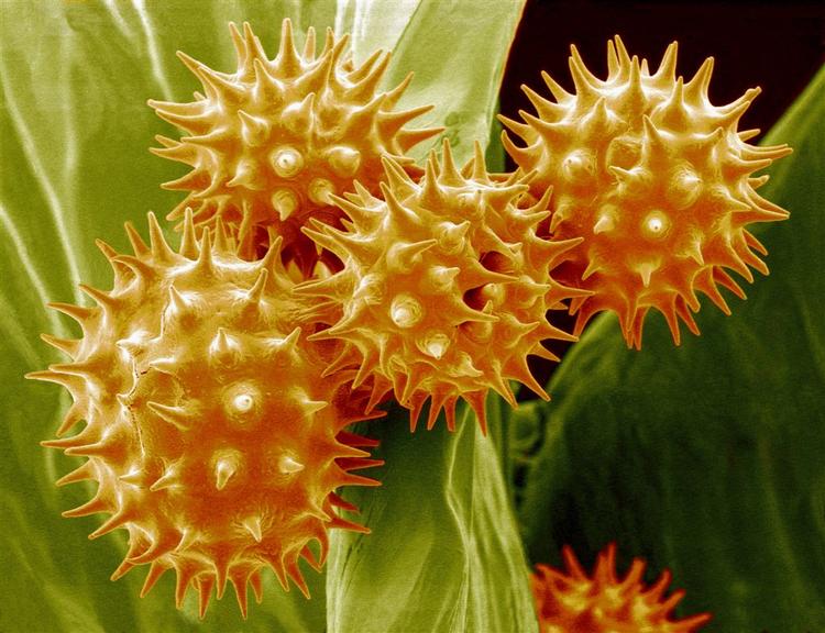 Der er pollen på vej, med tiden også fra solsikkerne. Kigger man gennem et elektronmikroskop, ser de sådan ud. 