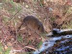 Mosegris vandrotte Arvicola_terrestris