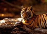 NETHERLANDS ENDANGERED TIGERS
