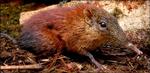 _44392414_shrew_416