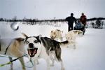 Slædehunde i Grønland sulter ihjel, mens de står bundet. 