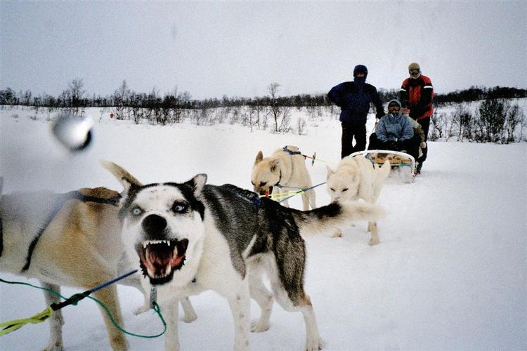 Slædehunde i Grønland sulter ihjel, mens de står bundet. 