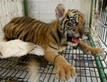 Verden er en tigerunge rigere takket være en tysk medicinstuderende. 