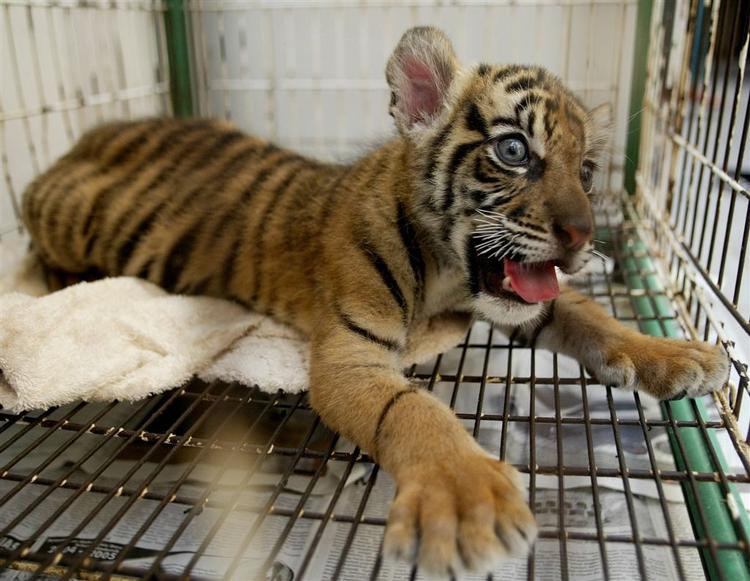 Verden er en tigerunge rigere takket være en tysk medicinstuderende. 