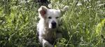 En ejer af en hundekennel i Sverige nægtede at sælge en hundehvalp til en lesbisk kvinde. Det kommer nu til at koste hende 65.000 svenske kroner svarende til 50.000 danske. 