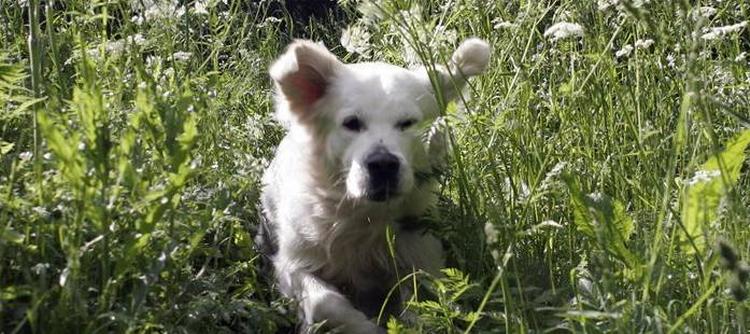 En ejer af en hundekennel i Sverige nægtede at sælge en hundehvalp til en lesbisk kvinde. Det kommer nu til at koste hende 65.000 svenske kroner svarende til 50.000 danske. 