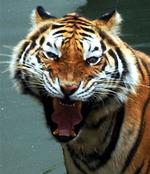 THAILAND BIRD FLU TIGERS