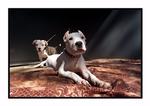 Firma vil nu klone folks kæledyr. Den første ordre lyder på en pitbull. 
