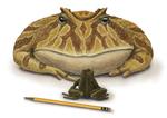 Billedet viser en computergenereret Beelzebufo, som nidstirrer den største nuværende frøart Mantydactylus ampinga. 