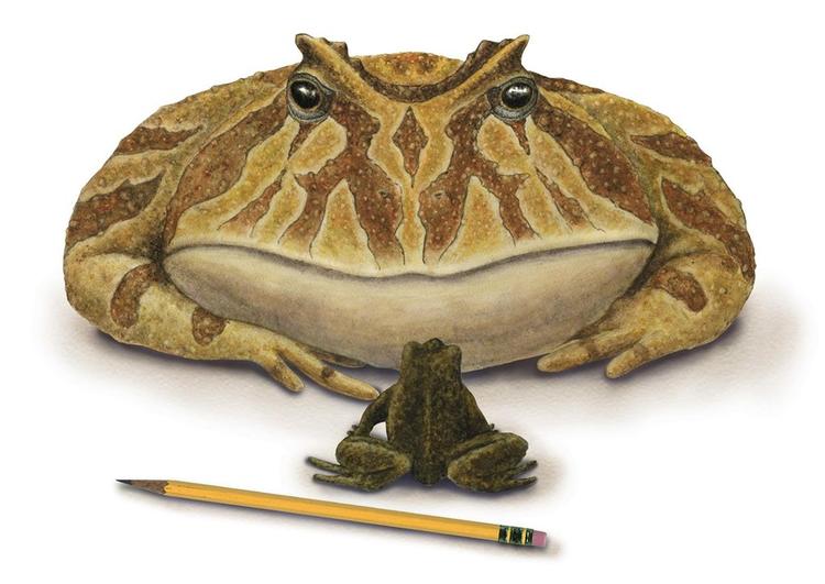 Billedet viser en computergenereret Beelzebufo, som nidstirrer den største nuværende frøart Mantydactylus ampinga. 