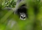 En gorilla fotograferet i Rwanda. 