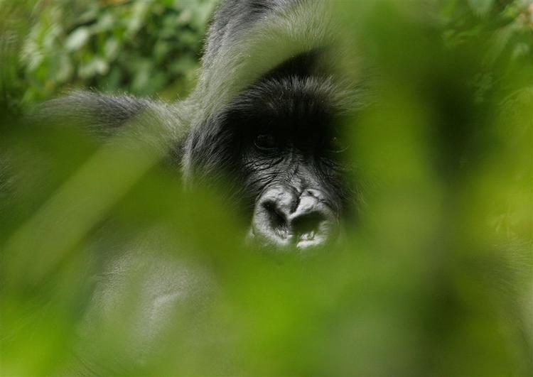 En gorilla fotograferet i Rwanda. 