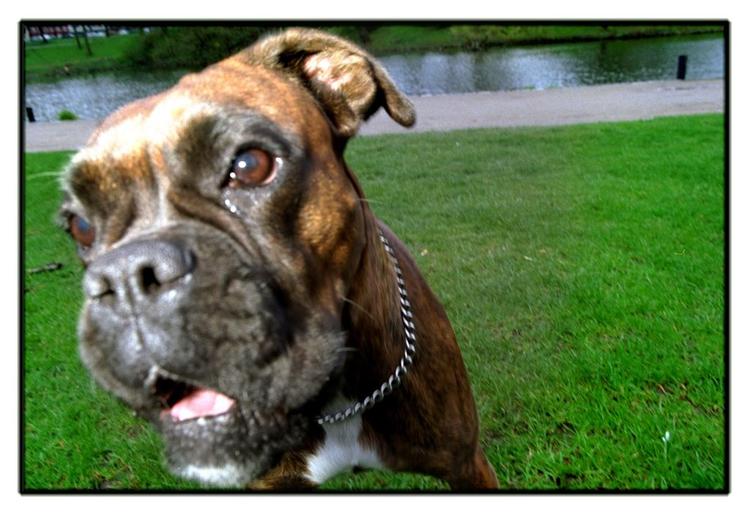 En bokserhund 'stjal' onsdag sin ejers bil i Californien 