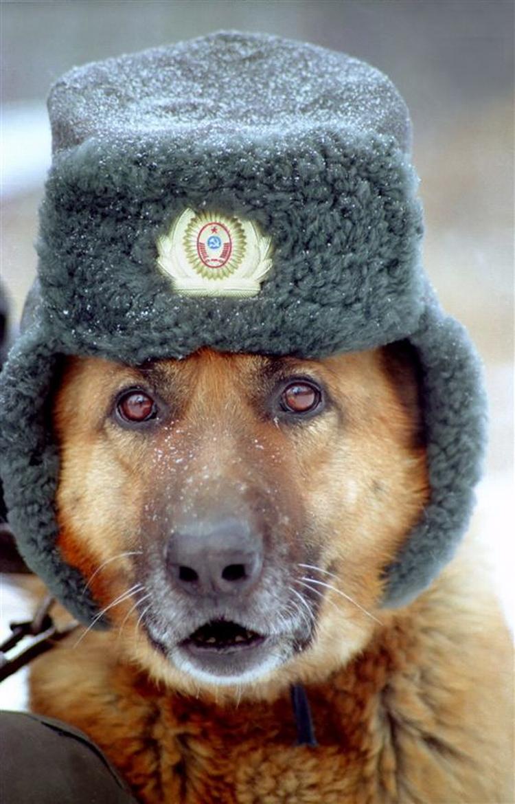 Politihunden her er fra Rusland, kollegerne fra Düsseldorf skal nu have sko på for at skåne poterne. 