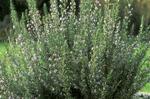 Rosemary (rosmarinus officinalis)