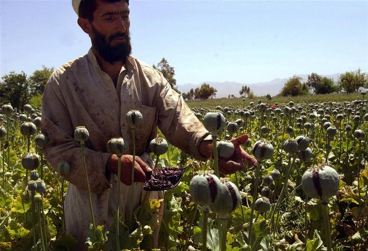 Der er udsigt til rekordhøst af opium i Afghanistan, som står for over 90 procent af verdens samlede produktion. 