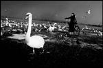 Archive photo: a local politician tried unsucessfully to report someone shooting protected swans. 