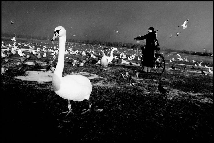 Archive photo: a local politician tried unsucessfully to report someone shooting protected swans. 