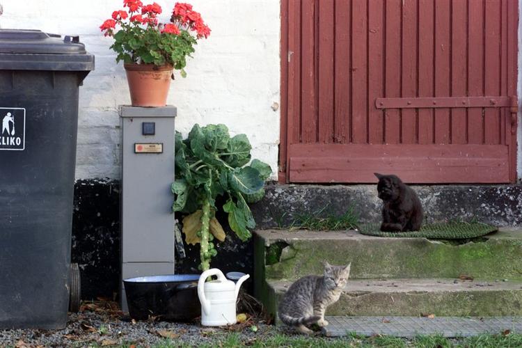 Ved at fodre katte, kan man stjæle dem fra deres ejere. 