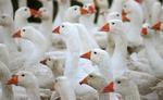 Geese from Wulksfelde farm