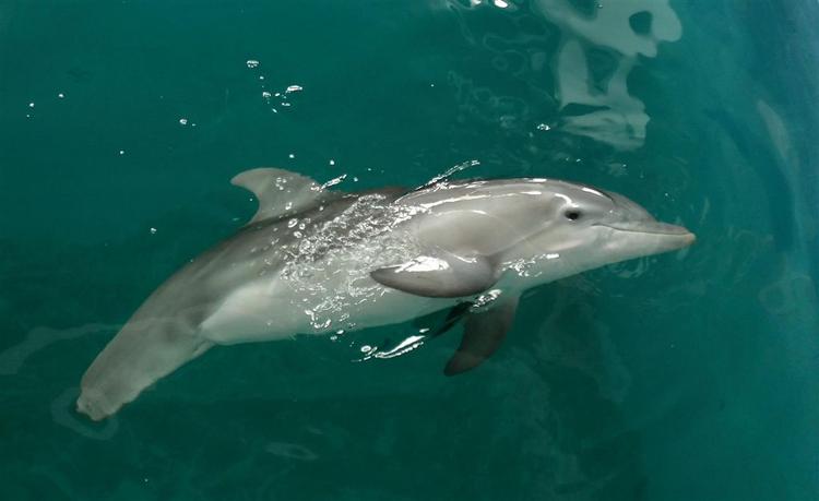 Delfinen Moko reddede i mandags to dværgkaskelotter fra døden i New Zealand. Arkivfoto. 