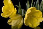 Nytorvs frugt og blomster