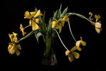 Bjerg Flora