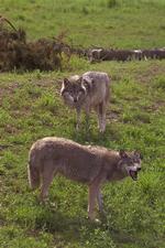 Der er måske kommet vilde ulve voer grænsen til Danmark. Her ses en ulv fra Skandinavisk Dyrepark i Kolind på Djursland. 
