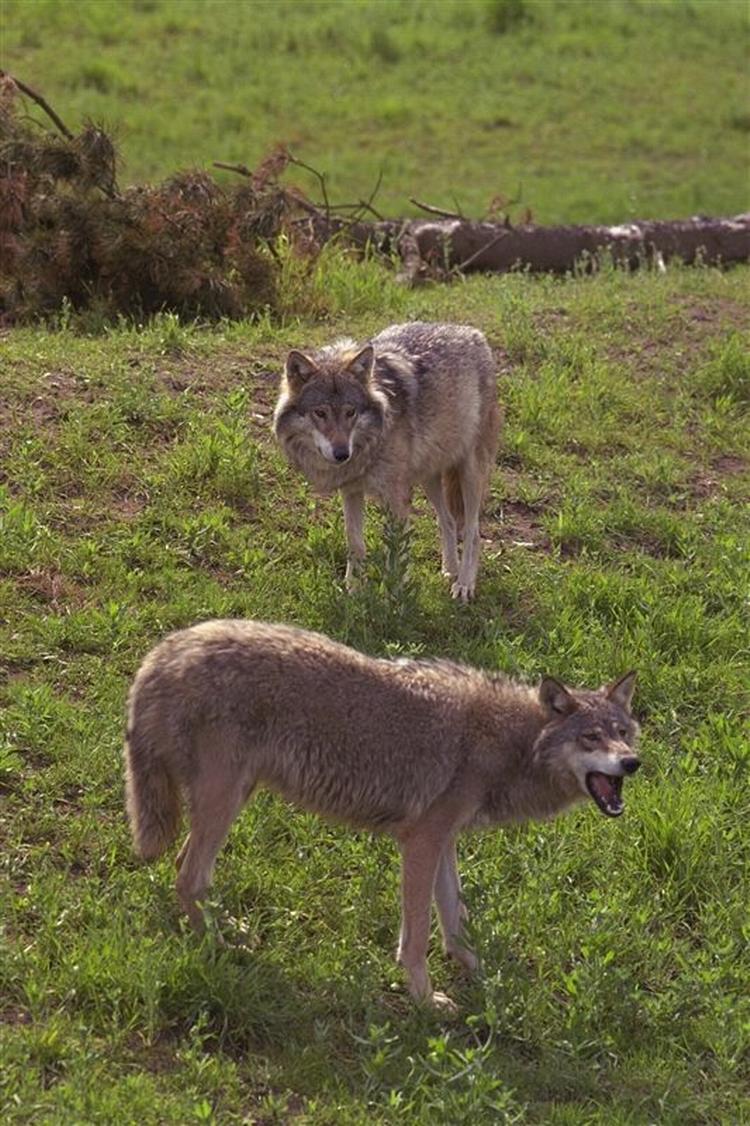 Der er måske kommet vilde ulve voer grænsen til Danmark. Her ses en ulv fra Skandinavisk Dyrepark i Kolind på Djursland. 