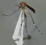 Den brasilianske stat Rio de Janeiro er ramt af  dengue-epidemi. Her ses myggen aedis aegypti, som er skyld i de cirka 39.000 smittede. 