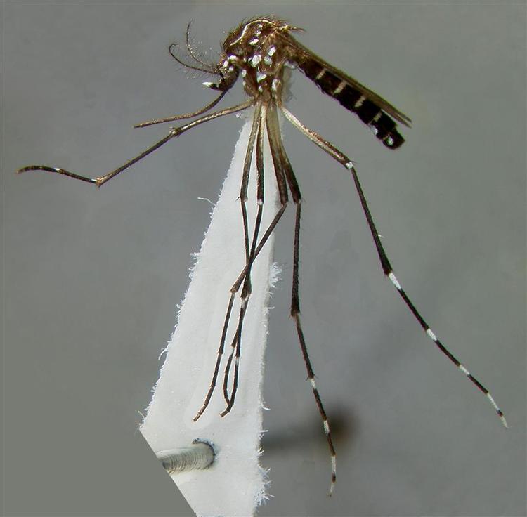 Den brasilianske stat Rio de Janeiro er ramt af  dengue-epidemi. Her ses myggen aedis aegypti, som er skyld i de cirka 39.000 smittede. 