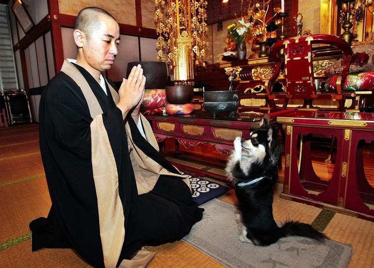 Den bedende hund Conan med sin ejer Yoshikuni. Sammen beder de hver dag i det sydjapanske tempel. 