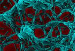Clostridium difficile 027 has arrived in Denmark. Picture,however, shows a benevolent bacteria Lactobacillus. 